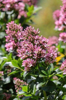 Escallonia Escallonia 'Pink Elle' buske Escallonia 'Pink Elle' buske