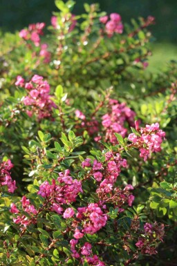 Escallonia Escallonia 'Red Dream' buske Escallonia 'Red Dream' buske