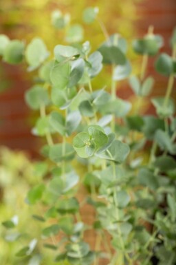 Eukalyptus Eucalyptus gunni 'Azura' buske Eucalyptus gunni 'Azura' buske