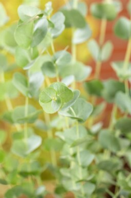Eukalyptus Eucalyptus gunni 'Azura' buske Eucalyptus gunni 'Azura' buske