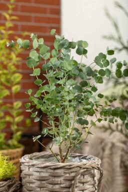 Eucalyptus gunni 'Azura'