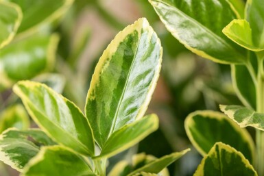 Japansk benved Euonymus japonicus 'Aureomarginatus' buske Euonymus japonicus 'Aureomarginatus' buske