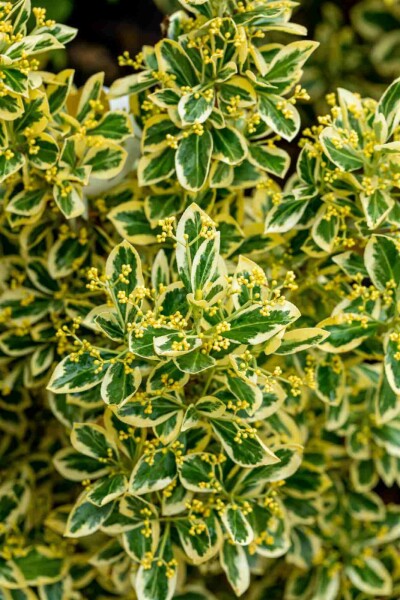 Euonymus japonica 'Bravo' buske 80-100 cm C18