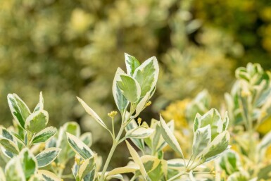 Euonymus japonica 'Bravo' buske 80-100 cm C18
