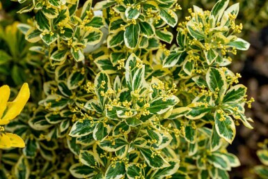 Euonymus japonica 'Bravo' buske 80-100 cm C18