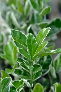 Japansk benved Euonymus japonicus 'Kathy' buske Euonymus japonicus 'Kathy' buske