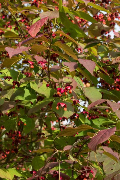 Benved Euonymus planipes buske Euonymus planipes buske
