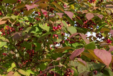 Benved Euonymus planipes buske Euonymus planipes buske
