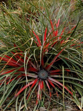 Fascicularia Fascicularia bicolor buske Fascicularia bicolor buske