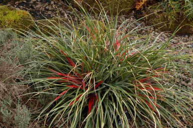Fascicularia Fascicularia bicolor buske Fascicularia bicolor buske