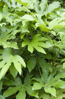 Japansk aralia Fatsia japonica buske Fatsia japonica buske