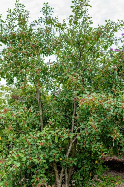 Brakved Frangula alnus buske Frangula alnus buske