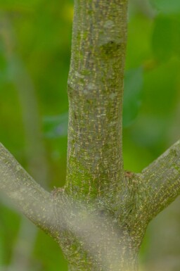 Brakved Frangula alnus buske Frangula alnus buske