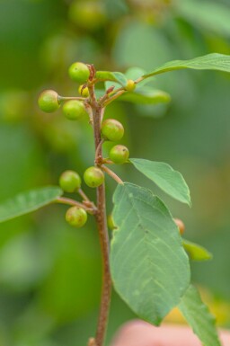 Brakved Frangula alnus buske Frangula alnus buske