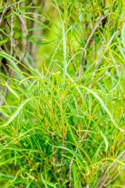 Frangula alnus 'Fine Line'