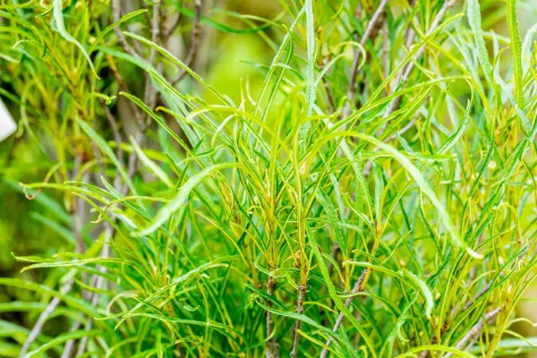Frangula alnus 'Fine Line' buske