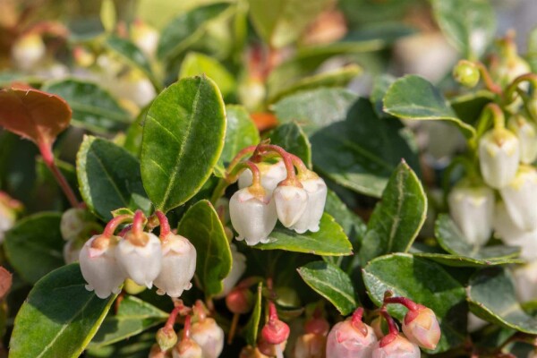 Gaultheria procumbens buske