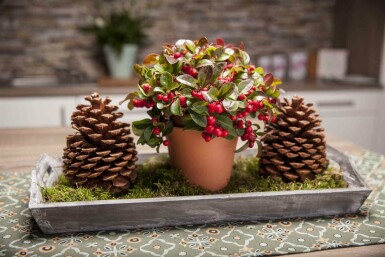 Gaultheria procumbens