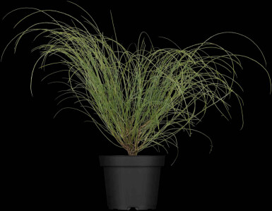 Ginst Genista lydia buske Genista lydia buske