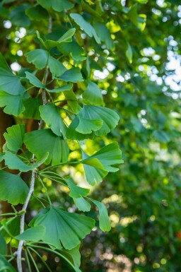 Ginkgo Ginkgo biloba buske Ginkgo biloba buske