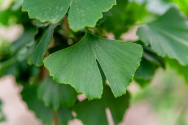 Ginkgo Ginkgo biloba buske Ginkgo biloba buske