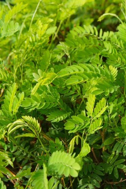 Korstörne Gleditsia triacanthos 'Elegantissima' buske Gleditsia triacanthos 'Elegantissima' buske