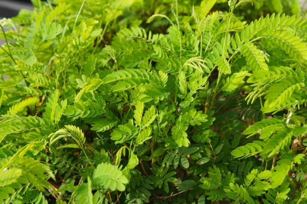Gleditsia triacanthos 'Elegantissima' buske