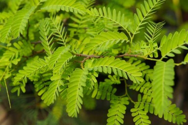 Gleditsia triacanthos 'Elegantissima'