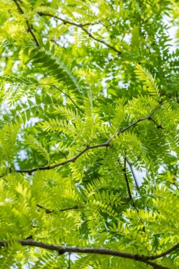 Korstörne Gleditsia triacanthos 'Sunburst' buske Gleditsia triacanthos 'Sunburst' buske