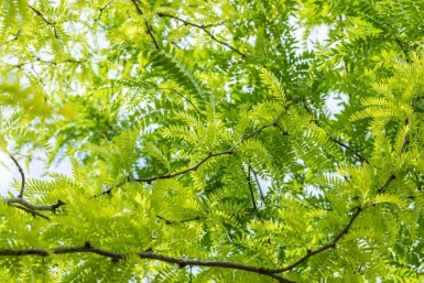 Korstörne Gleditsia triacanthos 'Sunburst' buske Gleditsia triacanthos 'Sunburst' buske