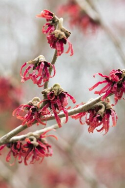 Kinesisk trollhassel Hamamelis mollis buske Hamamelis mollis buske