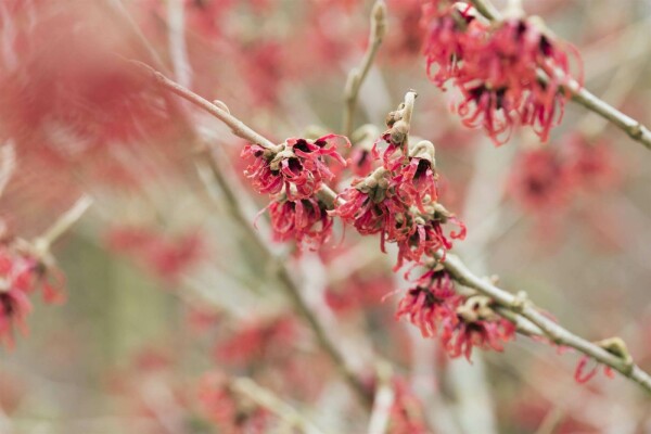 Hamamelis mollis buske