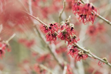 Kinesisk trollhassel Hamamelis mollis buske Hamamelis mollis buske