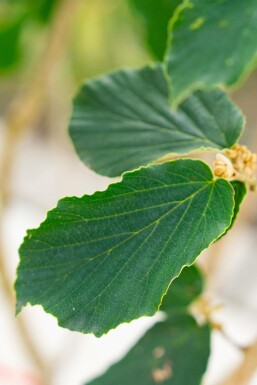 Trollhassel Hamamelis x intermedia 'Pallida' buske Hamamelis x intermedia 'Pallida' buske
