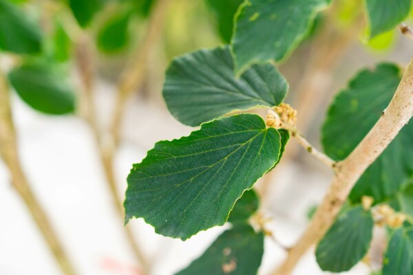 Hamamelis x intermedia 'Pallida' buske