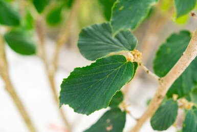Trollhassel Hamamelis x intermedia 'Pallida' buske Hamamelis x intermedia 'Pallida' buske