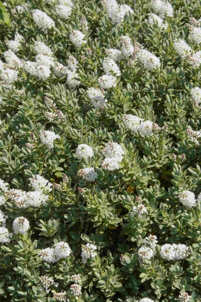 Hebe albicans