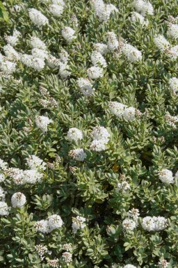 Hebe albicans