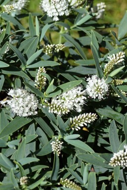 Hebe Hebe 'Blue Star' buske Hebe 'Blue Star' buske