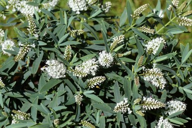 Hebe Hebe 'Blue Star' buske Hebe 'Blue Star' buske