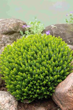 Hebe Hebe buxifolia buske Hebe buxifolia buske