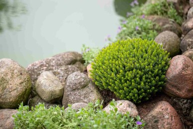 Hebe Hebe buxifolia buske Hebe buxifolia buske