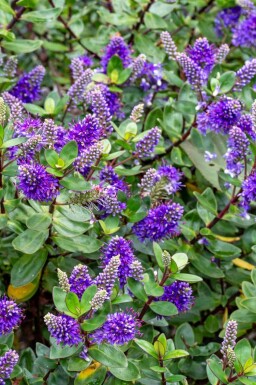 Hebe Hebe franciscana buske Hebe franciscana buske