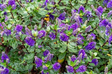 Hebe Hebe franciscana buske Hebe franciscana buske