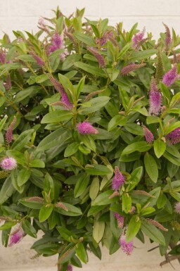 Hebe Hebe 'Great Orme' buske Hebe 'Great Orme' buske