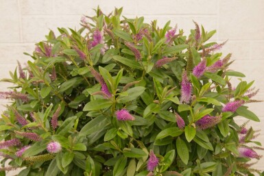 Hebe Hebe 'Great Orme' buske Hebe 'Great Orme' buske