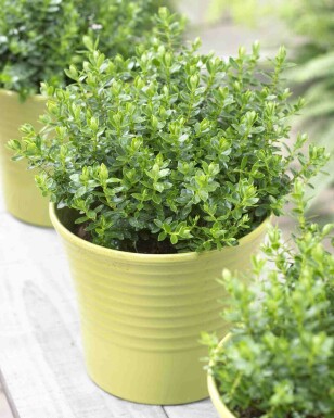 Buskveronika Hebe 'Margret' buske Hebe 'Margret' buske