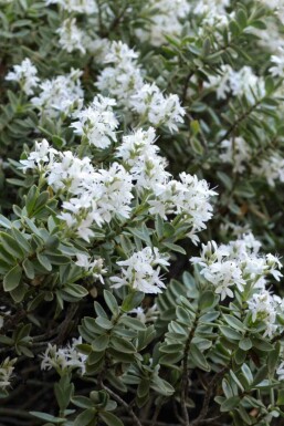 Hebe Hebe pinguifolia buske Hebe pinguifolia buske