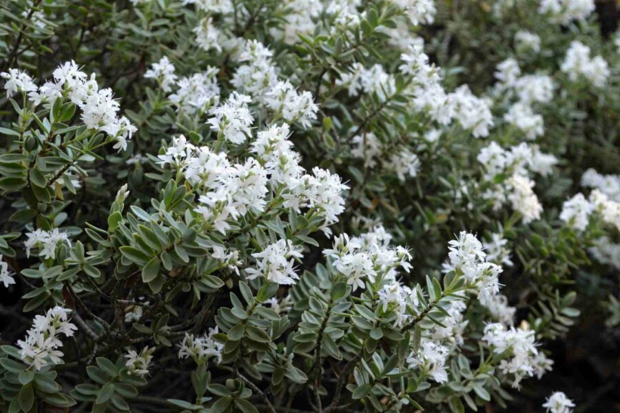 Hebe Hebe pinguifolia buske Hebe pinguifolia buske