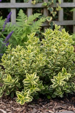 Buskveronika Hebe 'Pinocchio' buske Hebe 'Pinocchio' buske